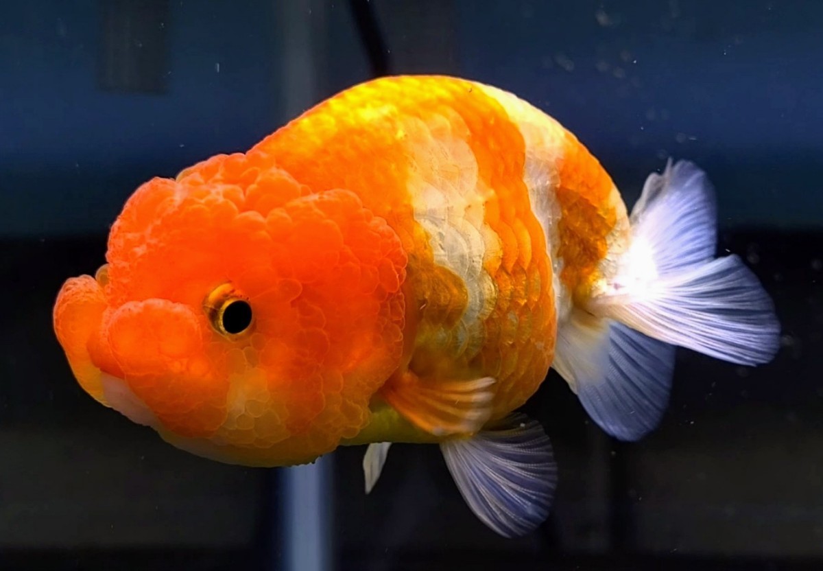 即決なら送料無料 ライオンヘッド 更紗らんちゅう 追い星無し 11cm 獅子頭 保証有り 