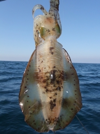アオリイカ　1袋　1杯　1290g 島根県産
