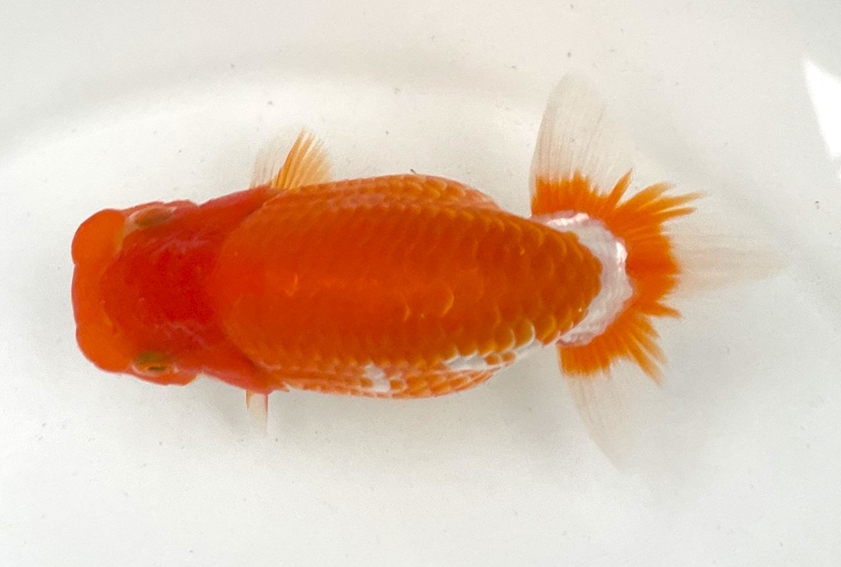 【蘭鋳鈴蘭】★ 日らん入賞魚系統 当歳らんちゅう Ｂ