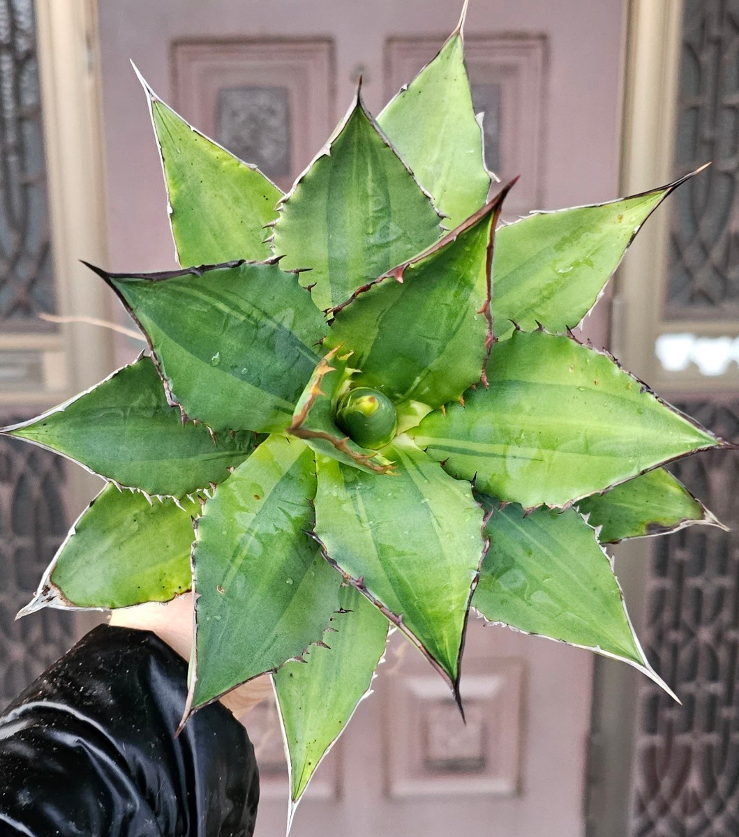 斑FO076 日本未導入 斑　チタノタ　 検（agave FO　076 チタノータ　アガベ　白鯨　吉祥天　パリー パープソラム　氷山 ピンキー　好きにも