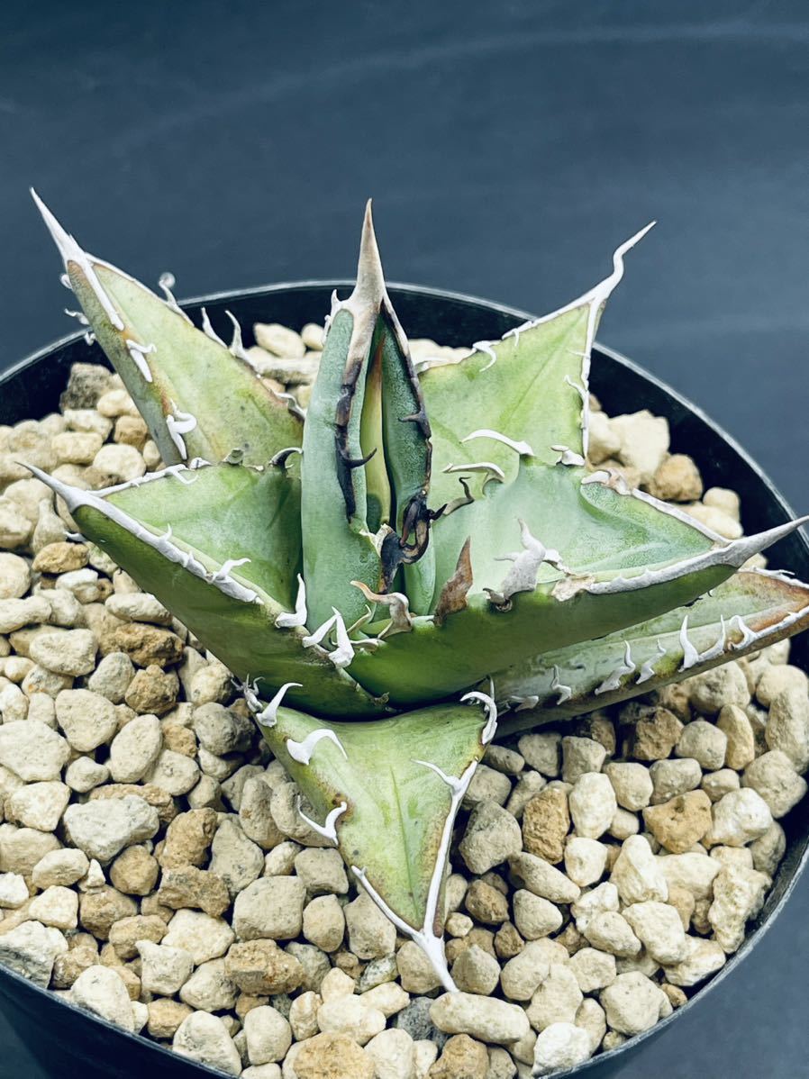 アガベ オテロイ実生 プレステラ90 Agave oteroi 実生株 24個セット