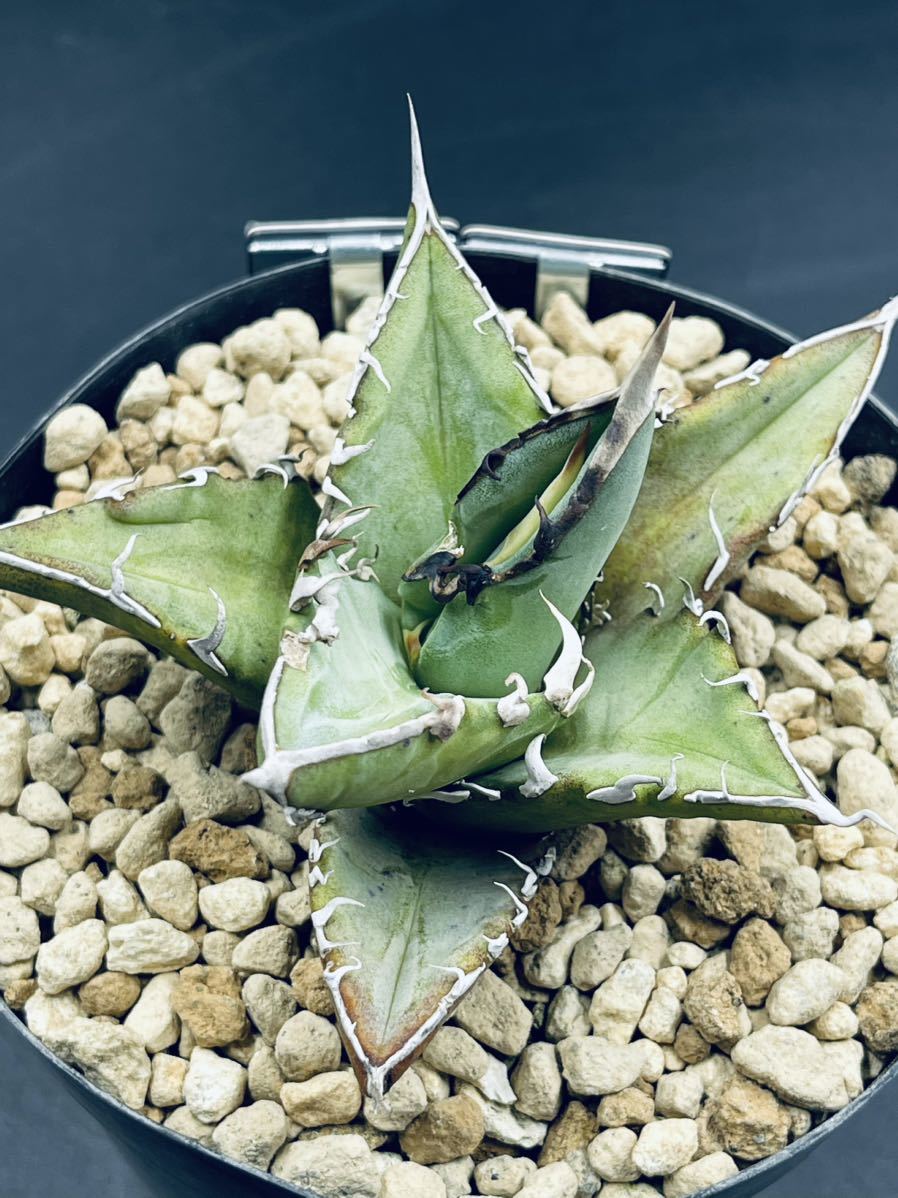 アガベ　オテロイ実生　プレステラ90 アガベ オテロイ実生 プレステラ90 Agave oteroi 実生株 24個セット