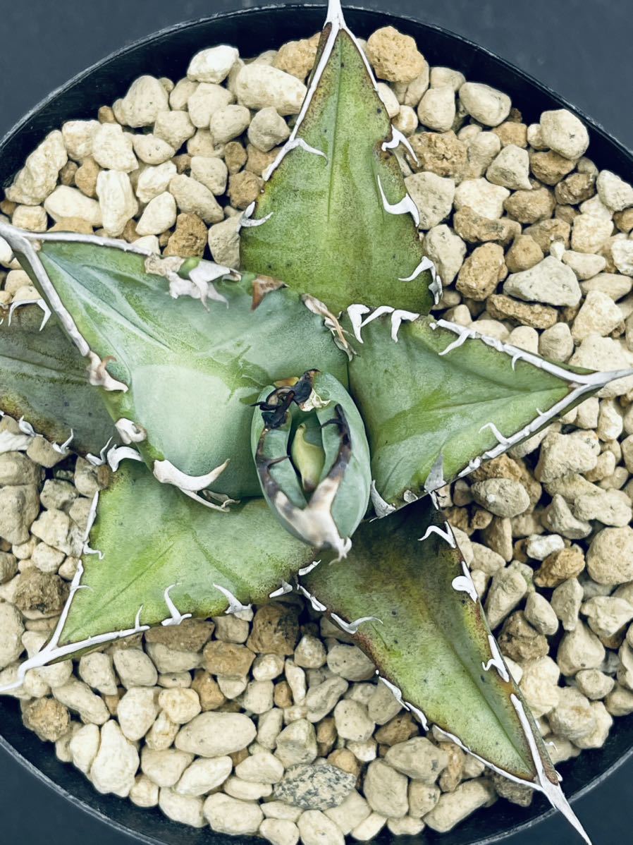 アガベ オテロイ実生 プレステラ90 Agave oteroi 実生株 24個セット