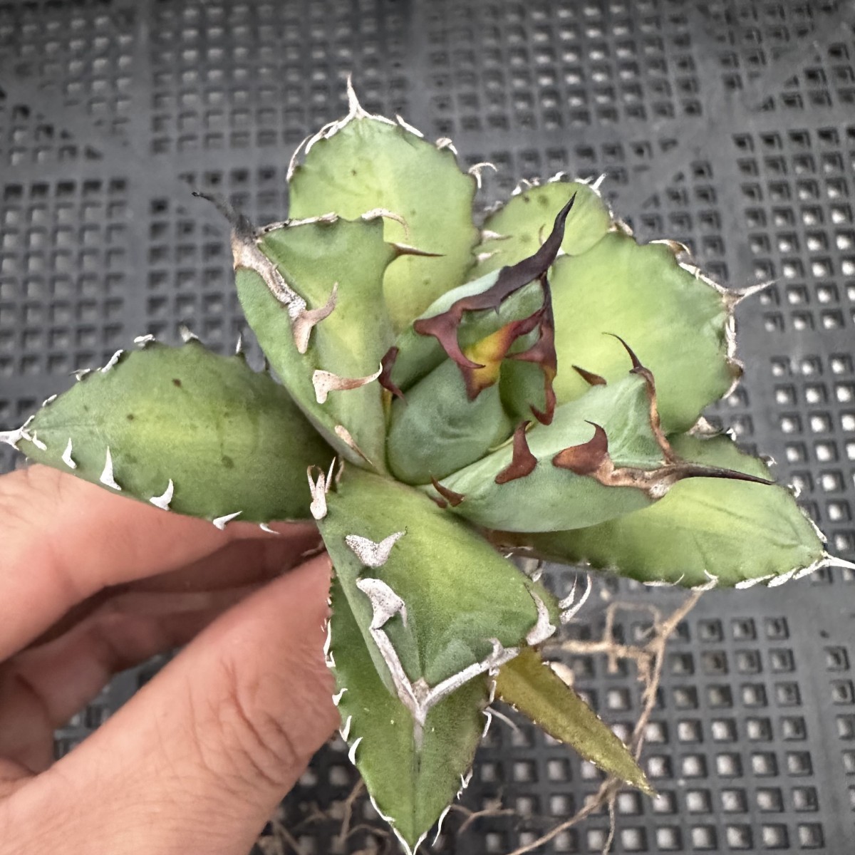 16N 多肉植物アガベ チタノタ 魔丸極上株 アガベ・チタノタ 魔丸（芽