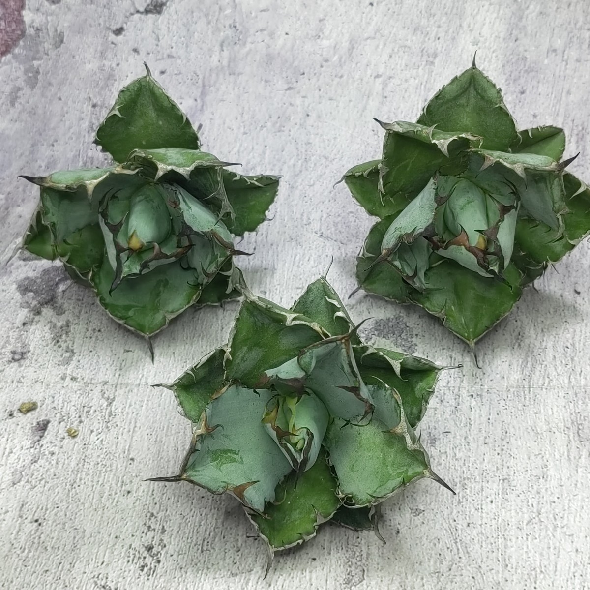 379 アガベ チタノタ ブラックアンドブルー BB 矮型 包葉型 強棘 黑棘 極上株 3株同梱