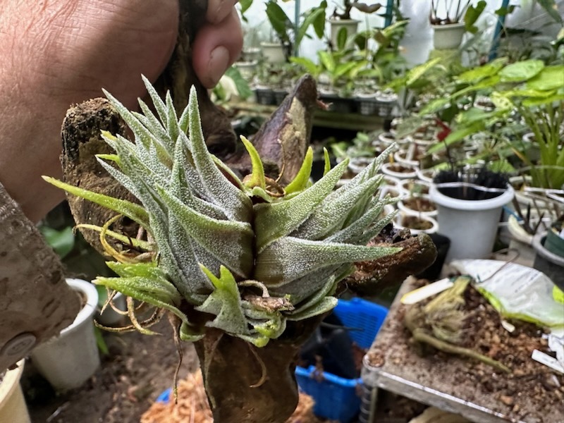 ＫＮ　ティランジア　スプレンゲリアナ　臨海型（TILLANDSIA SPRENGELIANA　by the sea）　　　0.8Ｍ以下