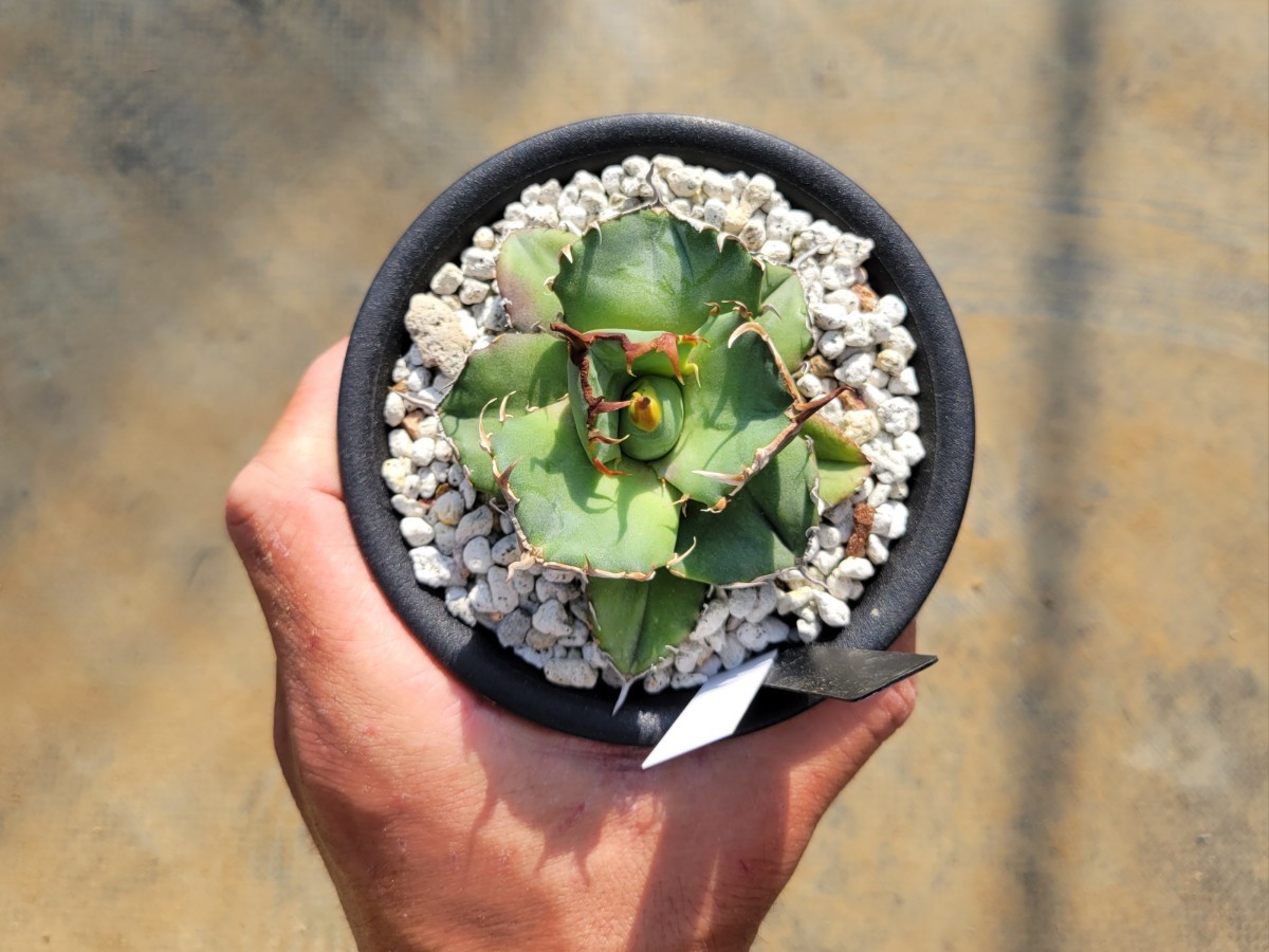 アガベ　チタノタ　ラウンドフォーム　カトーエンゲー　38