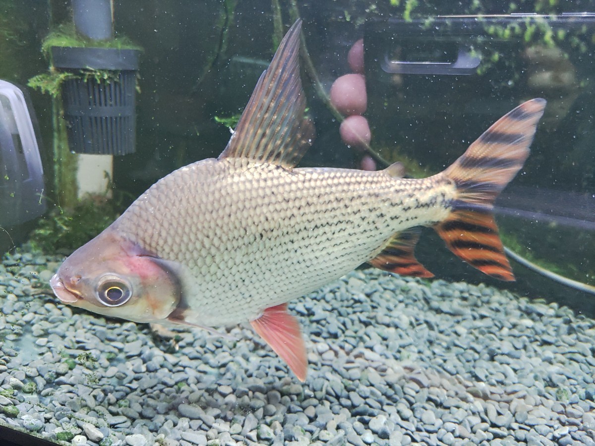 大きめカラープロキロダス約22cm