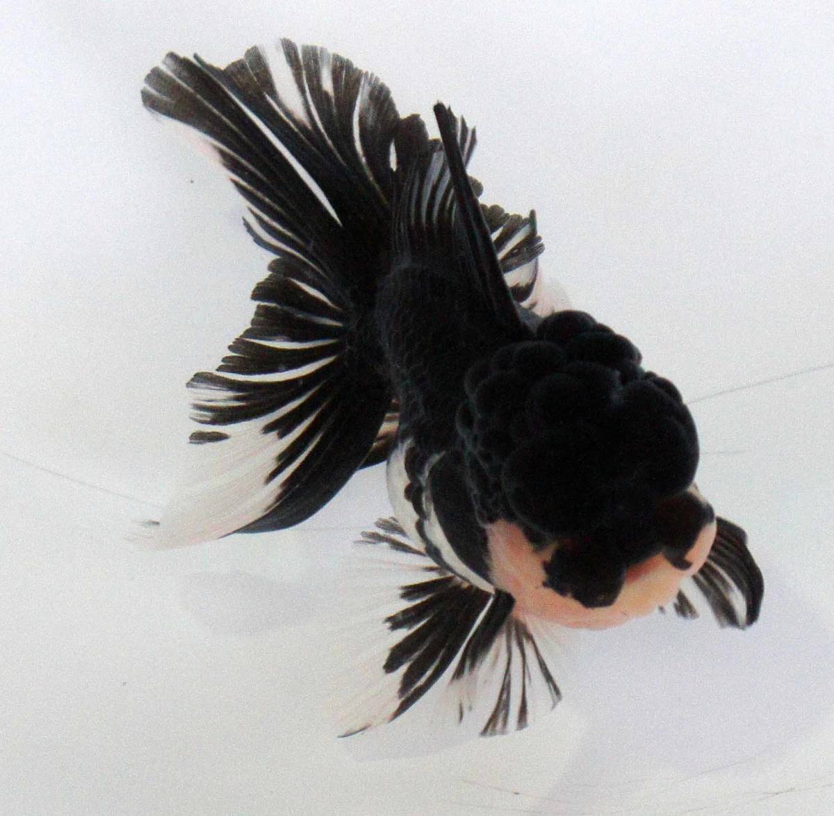 ソルジェンテ Sorgente オカリナ SG管 希少品 ソルジェンテ Sorgente オカリナ SG管 希少品 - メルカリ