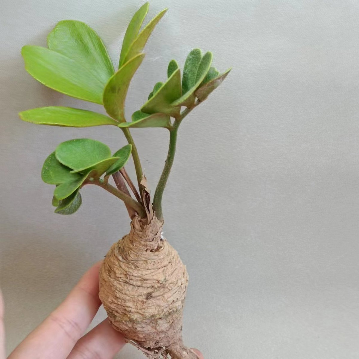 Y642 観葉植物 ザミア（メキシコソテツ）蘇鉄 綺麗株 観葉植物 人気の 