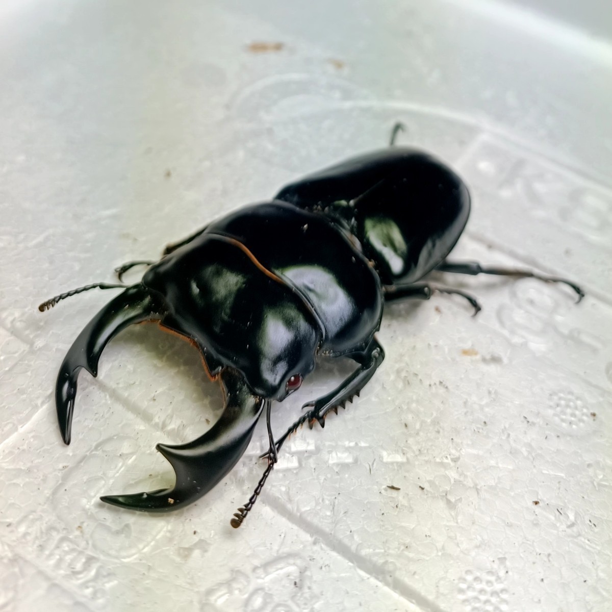 レッドアイ！ アンタエウスオオクワガタ ２齢幼虫 ３頭 種親：♂８３mm赤目 × ♀４７mm赤目 タイガーヒル産