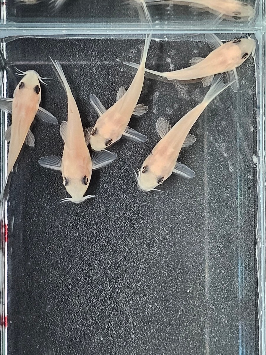 金魚家【ブリード】【ゴールデンパンダ】【3.0cm～3.5cm】【5匹】【内1匹訳有】【鹿児島県陸送発送のみ】【商品説明要確認】