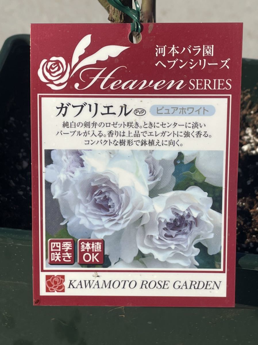 【特価・セール】河本バラ園　バラ　大苗【 ガブリエル】●