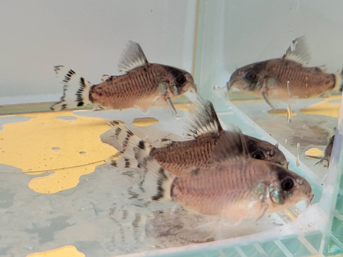 コリドラス　オイヤポクエンシス　WF1 自家繁殖個体 3匹セット