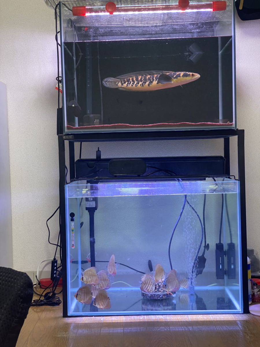 水槽 60cm 2個　セット　取引限定