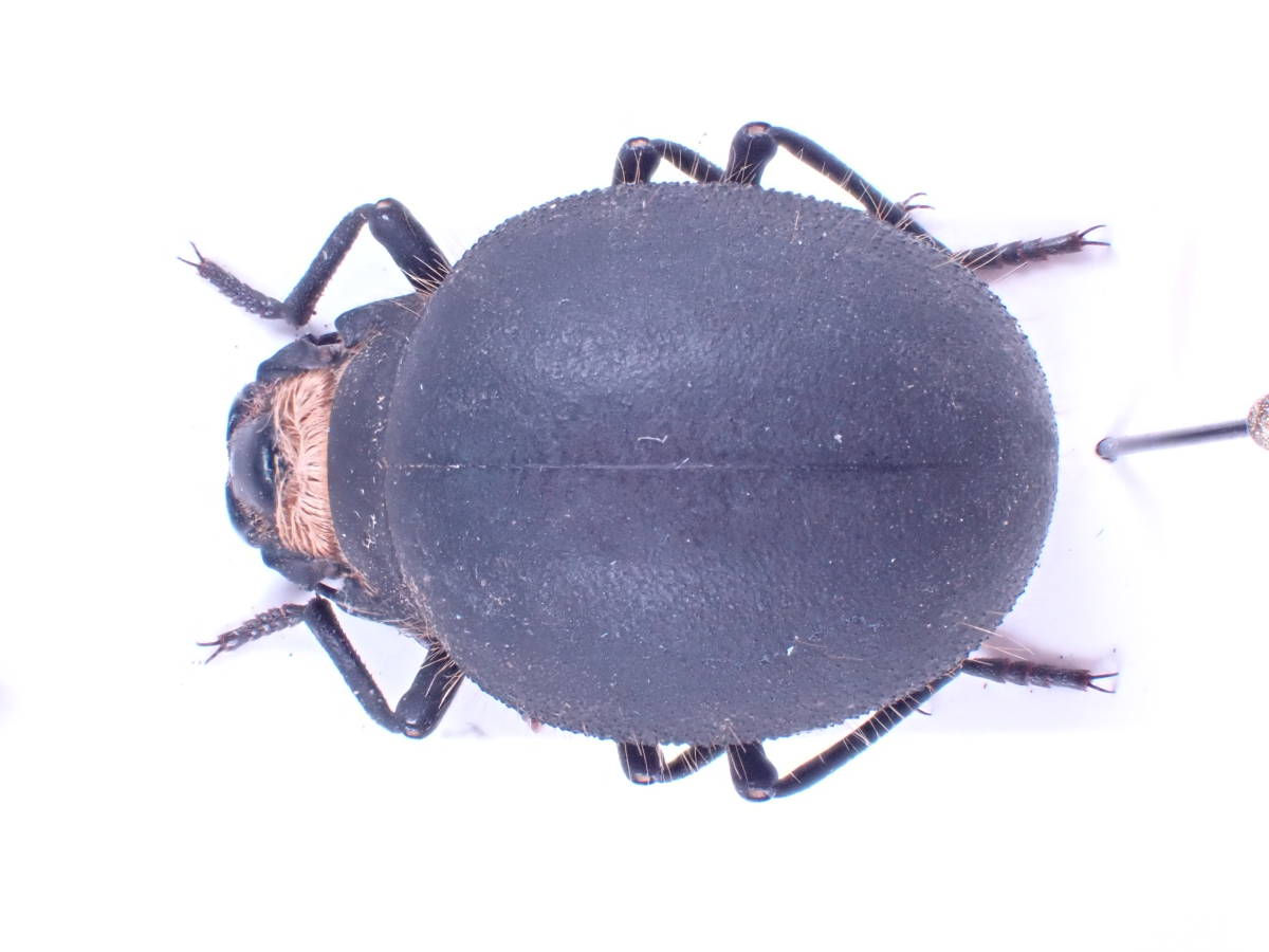 ダイコクコガネ（鹿児島県） 虫村の日記 ダイコクコガネ鹿児島県産