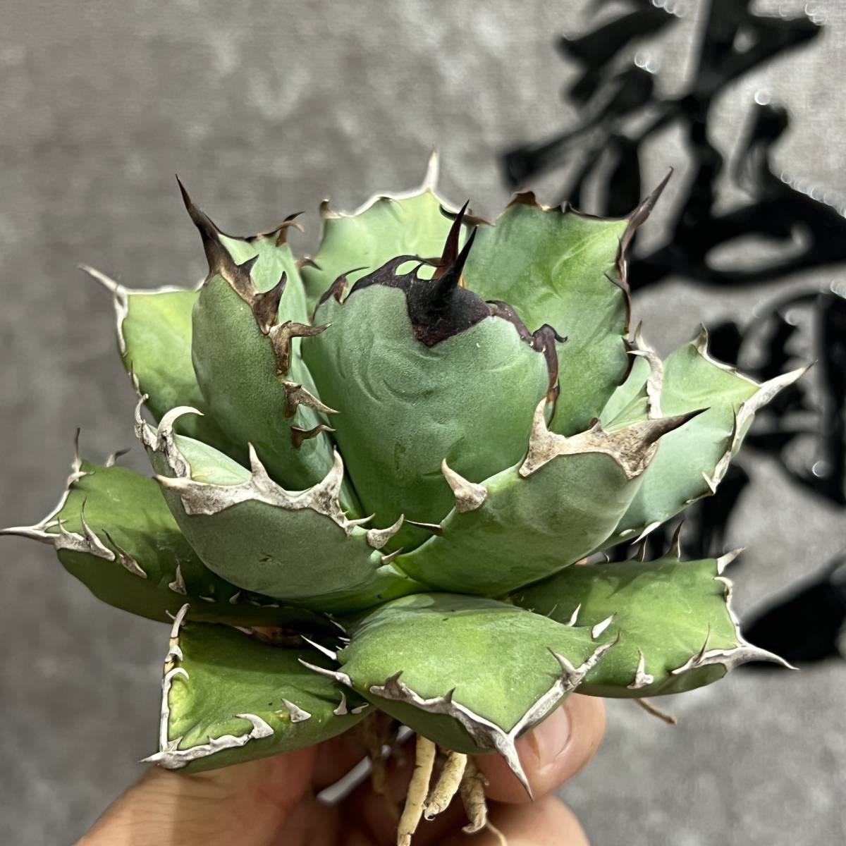 【龍園觀】①No.128 特選 アガベ 多肉植物 チタノタ 姫厳竜 強棘 短葉 厚葉 極上美株