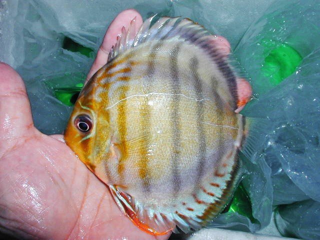 【八代海洋】 ロイヤルグリーン有望若魚 K(新着原種 アッパーテフェ!)