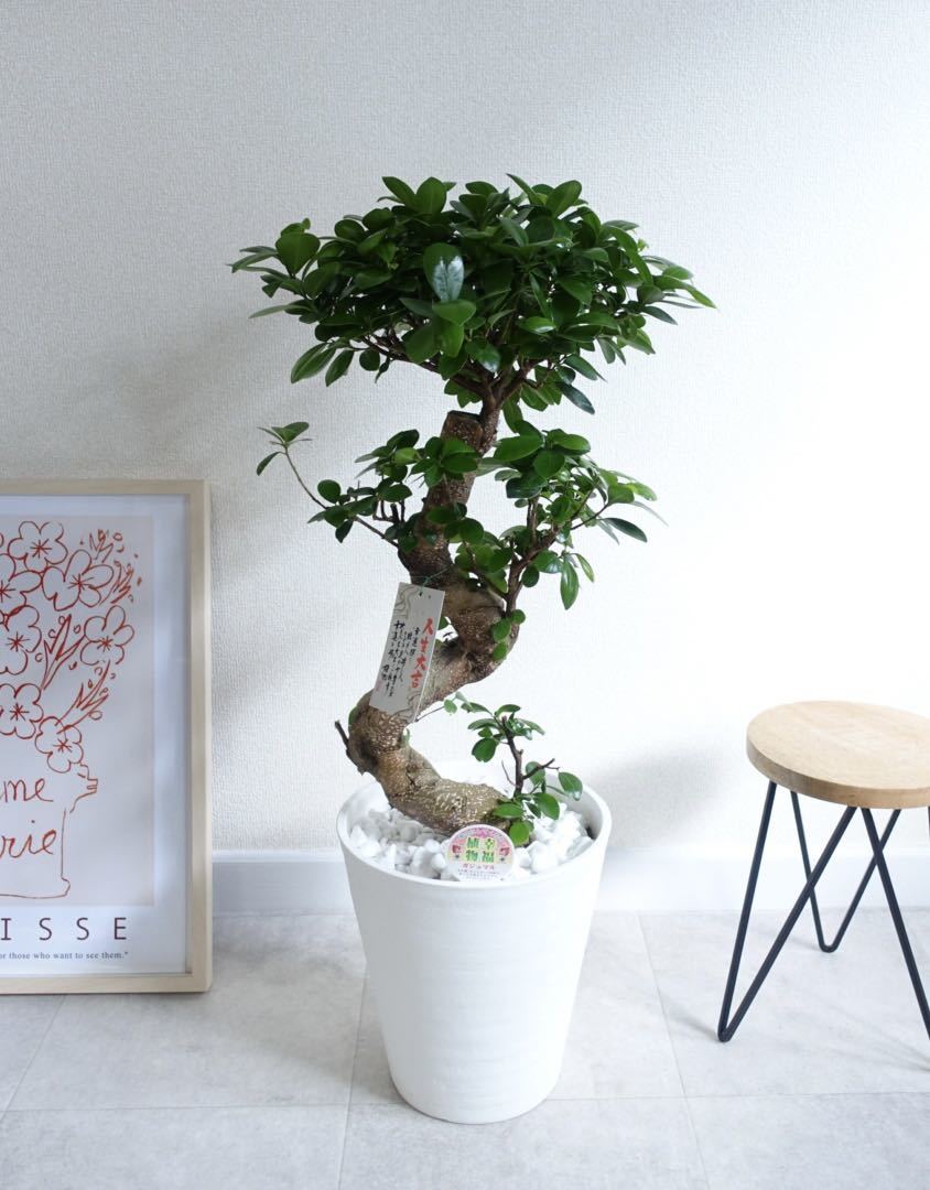 曲がりガジュマル 昇り龍 昇り龍⭐︎縁起のいいガジュマル 観葉植物