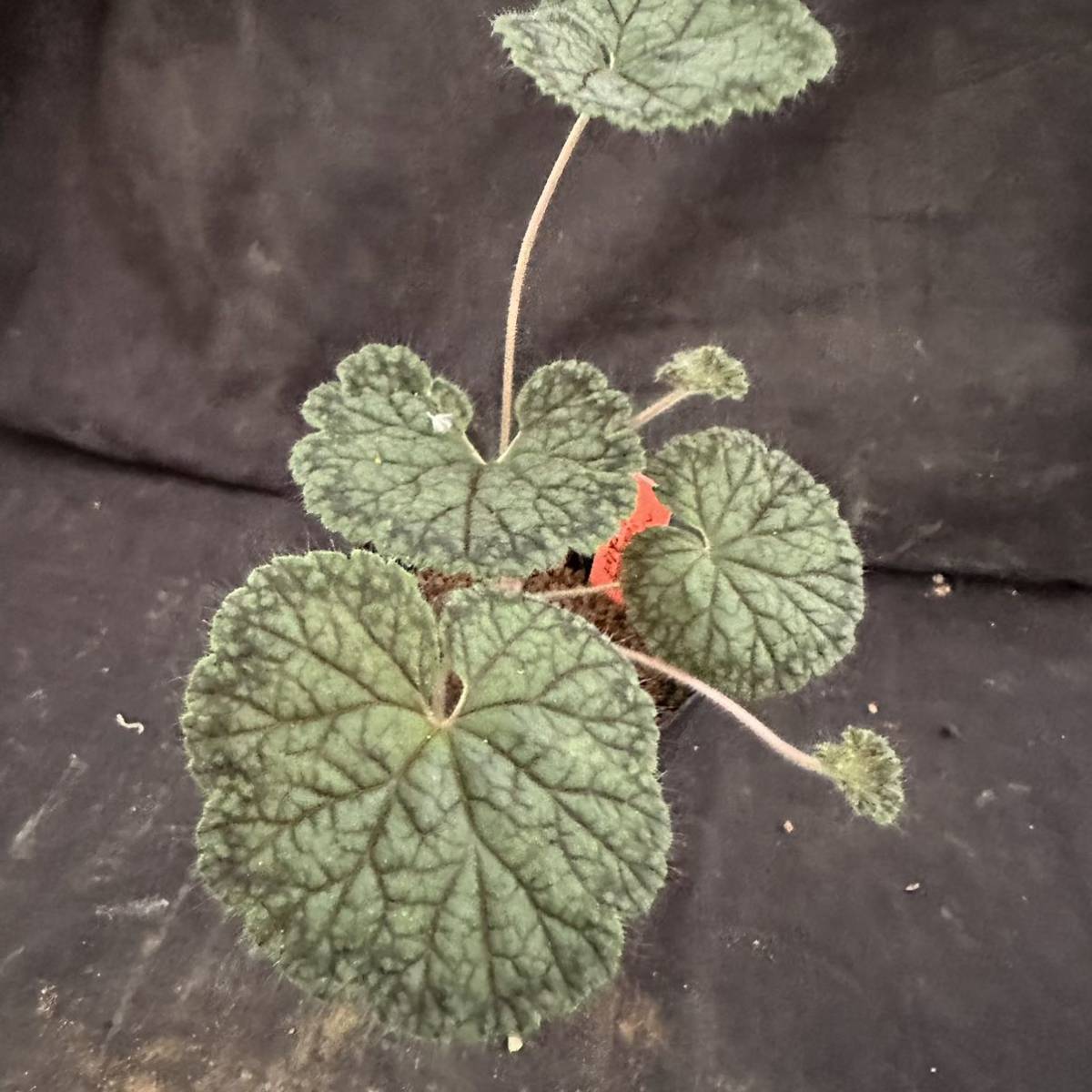 ★サボテン・多肉植物★855 ★ ペラルゴニウム バークリー Pelargonium barklyi ★塊根植物 コーデックス 