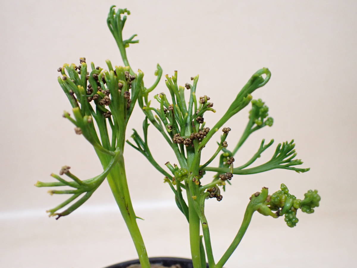 【花園園芸】MR１１. 松葉蘭【太平楽】園芸品種/松葉蘭/古典植物/山野草/観葉植物