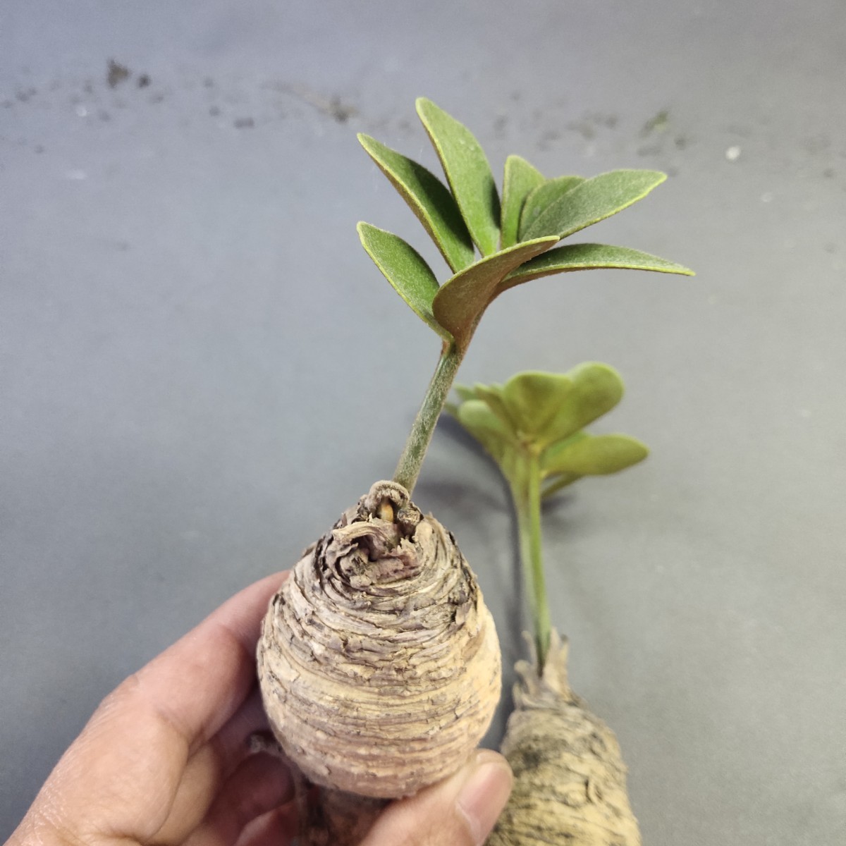 観葉植物 ザミア - メキシコソテツ ザミア(メキシコソテツ) メルカリ 3 