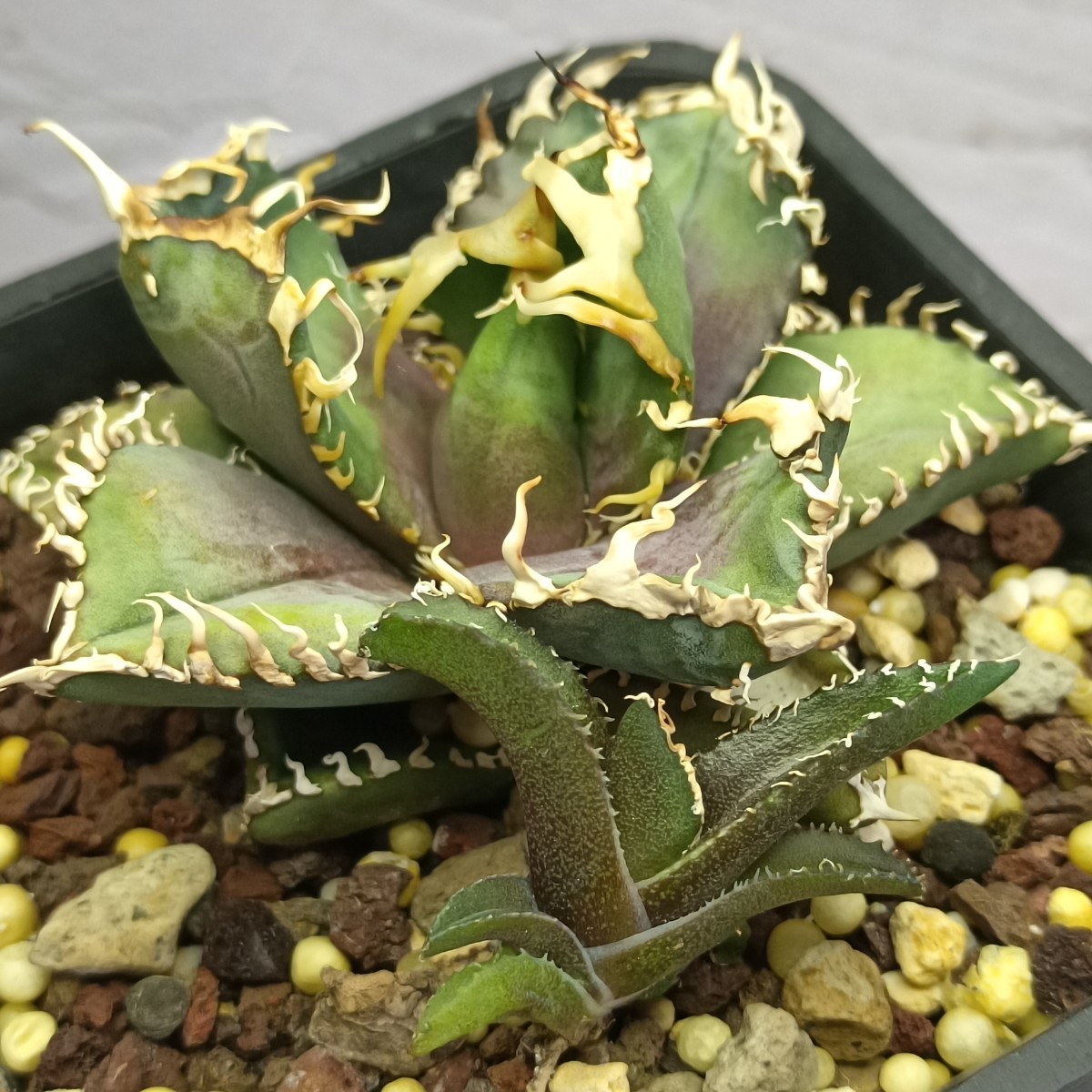 チタノタ アガベ 多肉植物 金剛 子株 titanota ⁄アガベ 極上株 - agave 