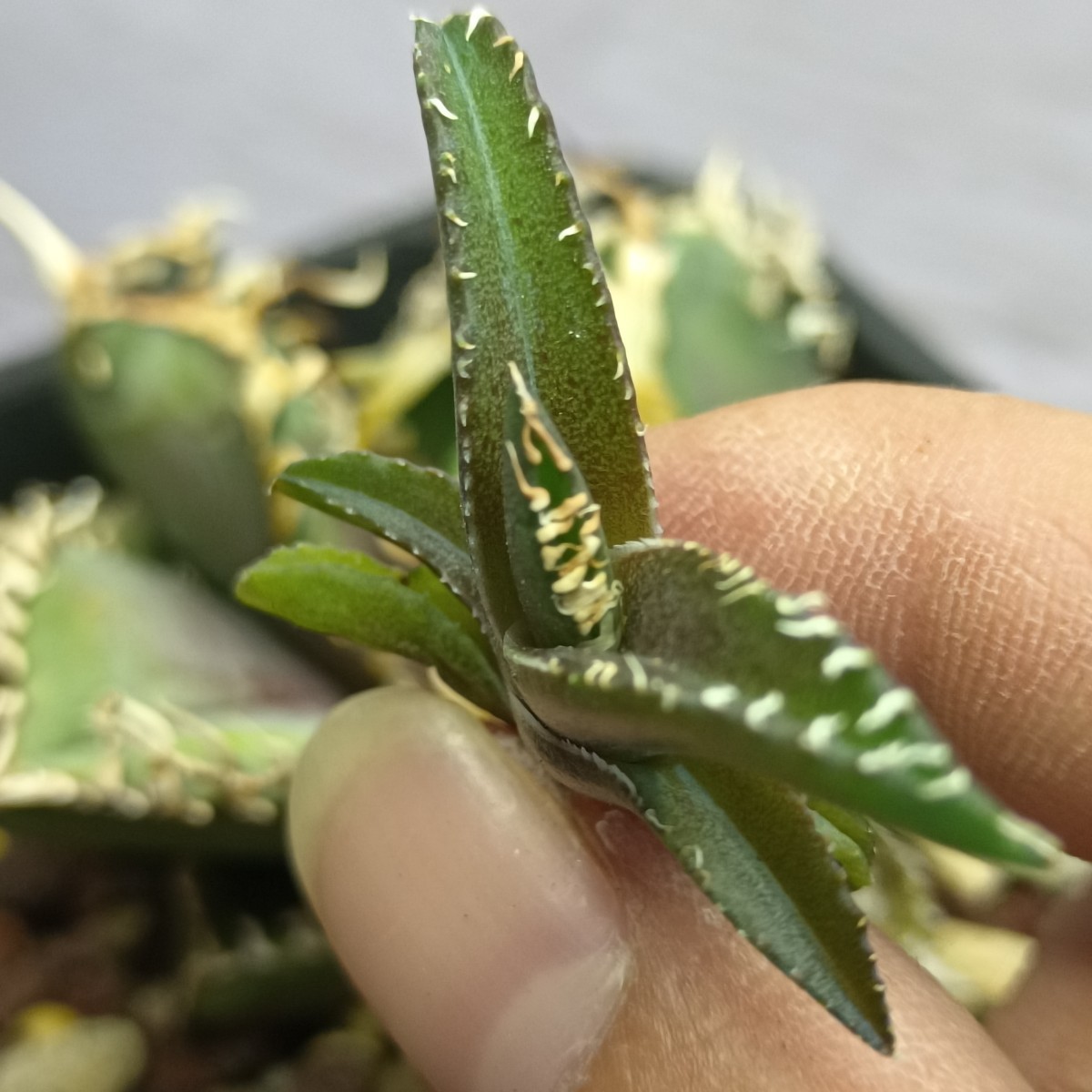 チタノタ アガベ 多肉植物 金剛 子株 titanota ⁄アガベ 極上株 - agave 