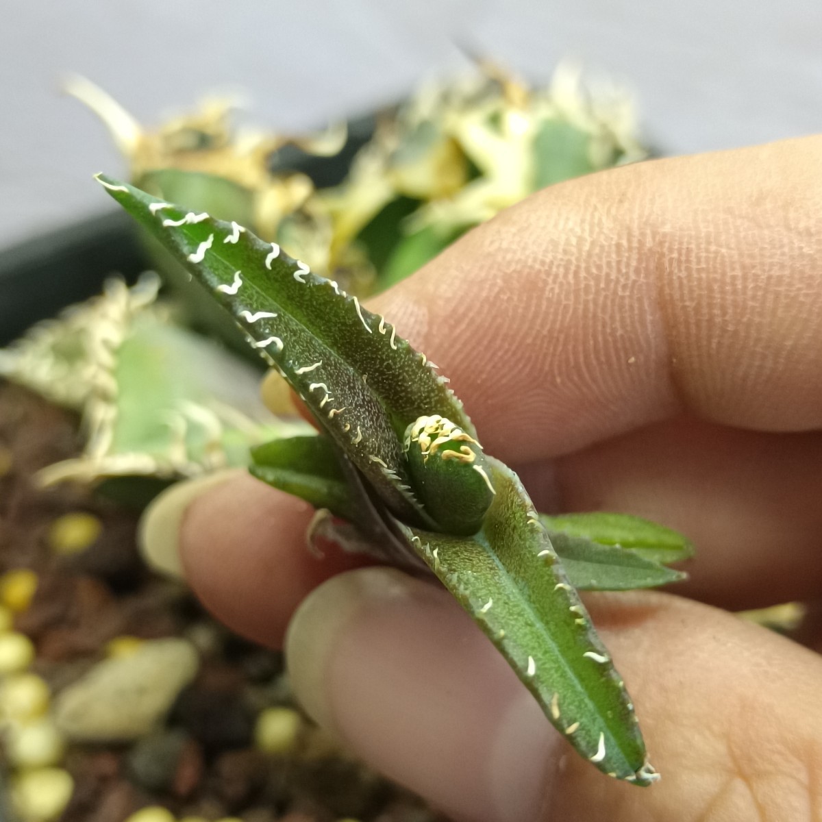 チタノタ アガベ 多肉植物 金剛 子株 titanota ⁄アガベ 極上株 - agave 