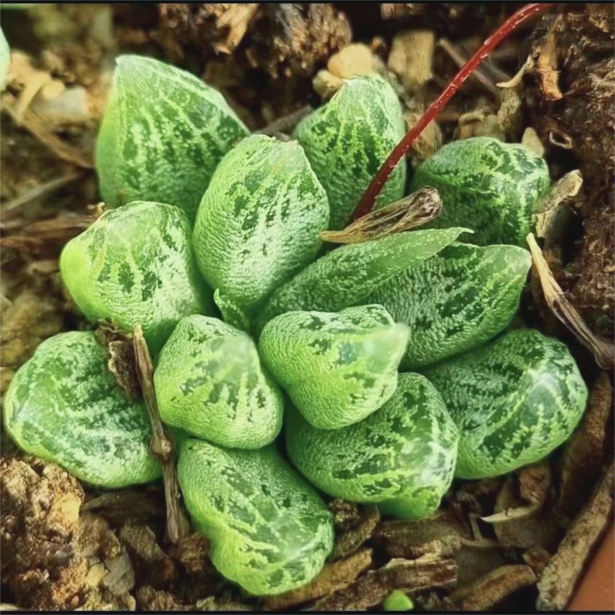 【lj_plants】12.05-18 ブルビネ ロリータ Bulbine lolita 開花株