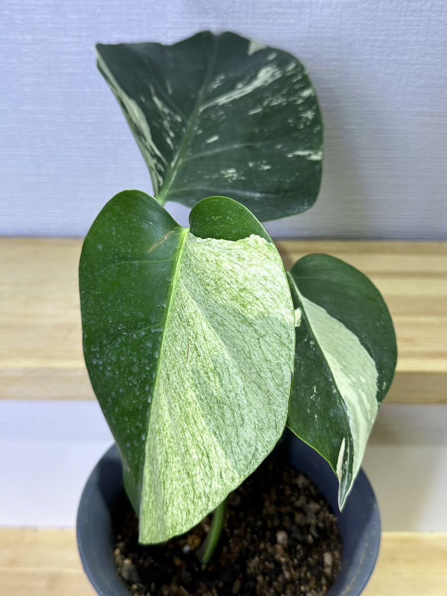 veil plants】ハイクオリティmonstera deliciosa mintモンステラ