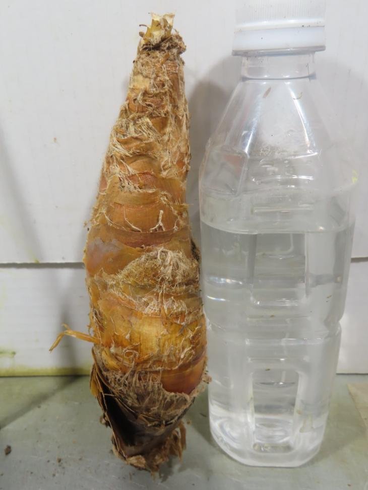 カ0306 「球根植物」ブーファン ディスティチャ 抜き苗【11/27最新到着