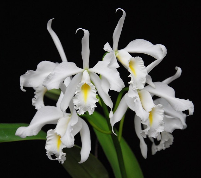 ○◇【洋蘭原種】◇○ C. maxima fma. alba 'Kathleen ' (OG) AM/AOS