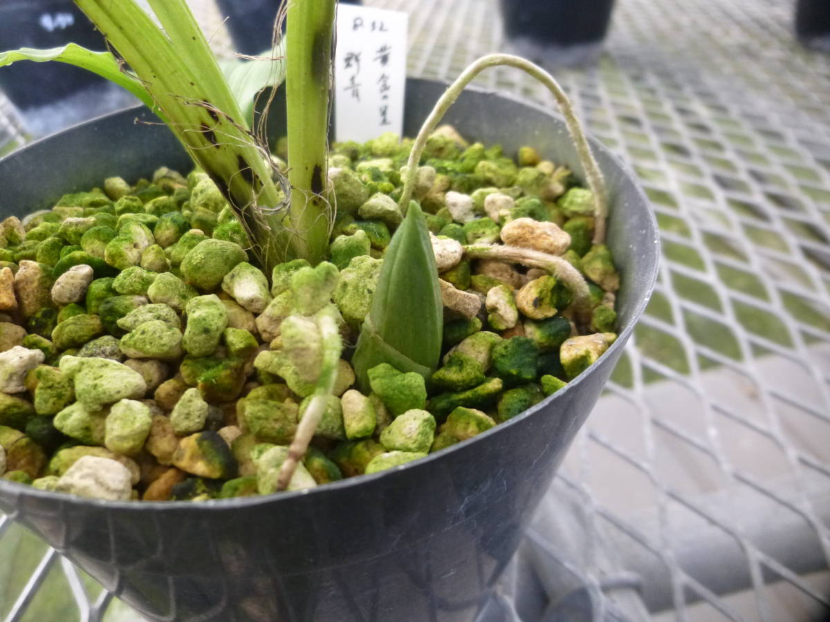 【山採り原種】黄エビネ（キエビネ）20株セット 春開花見込み 福山えびね】黄金の星×群青 来春、初花開花見込み株 エビネ エビネ