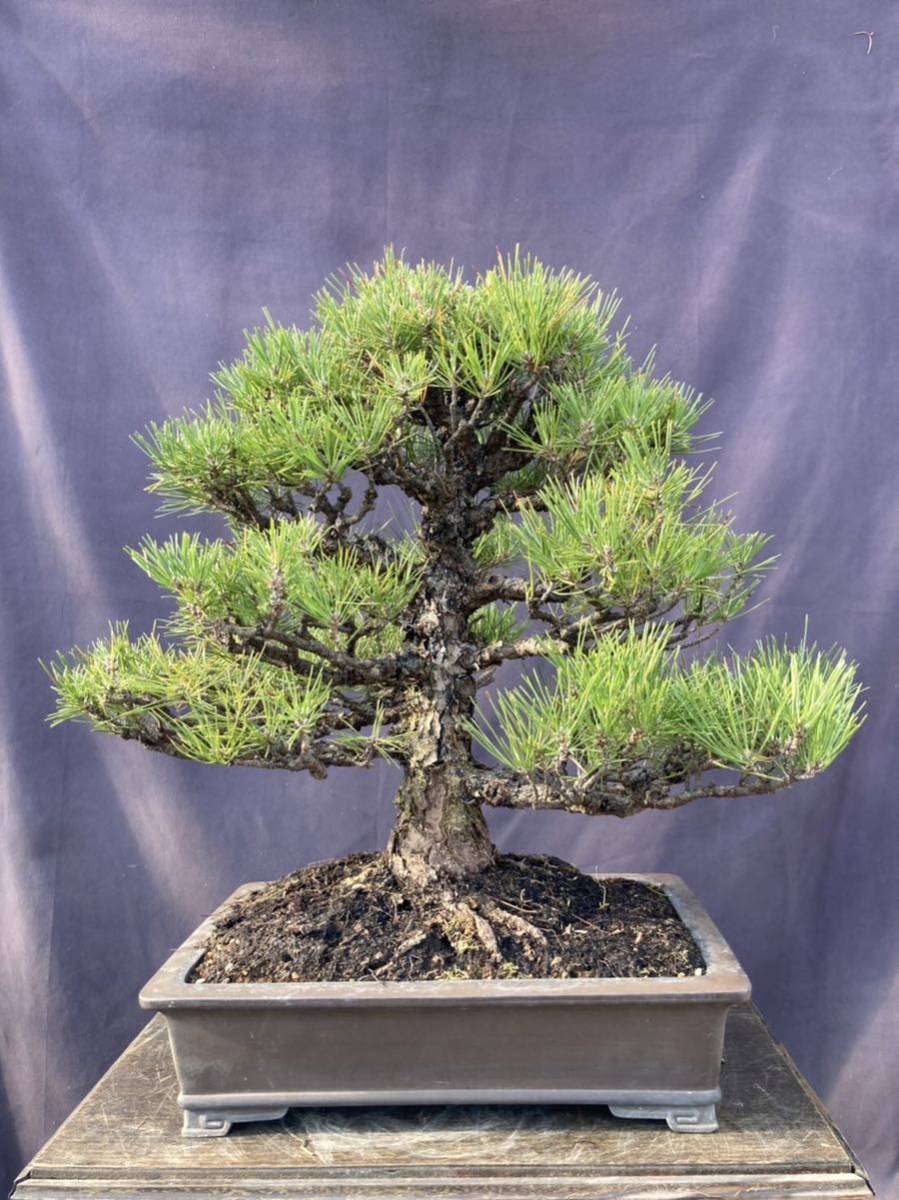 黒松 | 盆栽 盆栽妙 – BONSAI 本店 黒松盆栽 : 盆栽と山野草の植物店