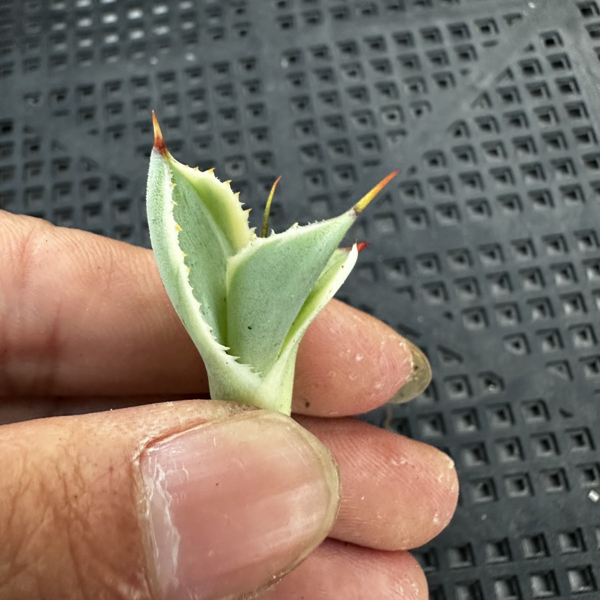 パリートランカータ オリザバ 極上子株 3 多肉植物 アガベ パリー