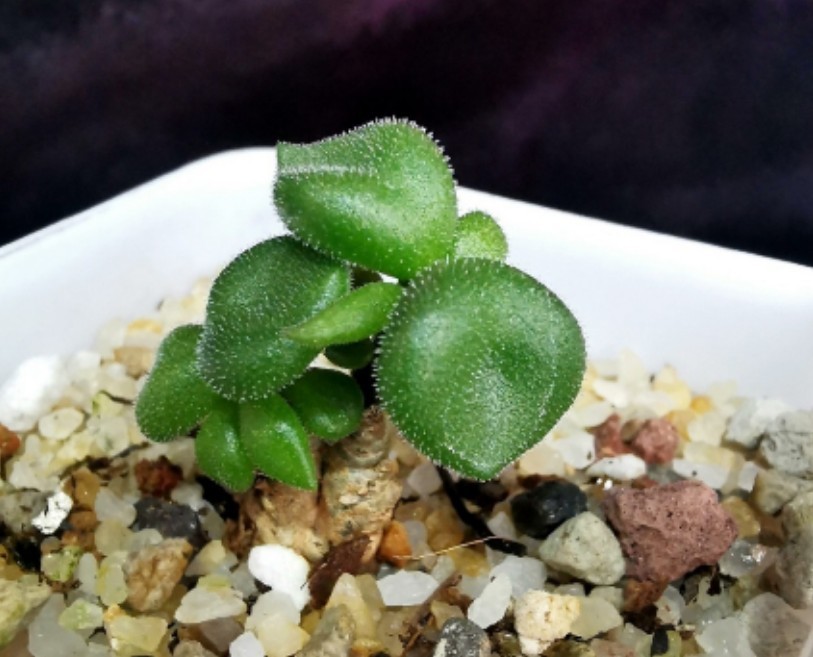 【飛竜園】 F-910 珍奇植物 塊根植物 激レア Tylecodon pusillus チレコドン プシルス（数量限定） 特選実生株 