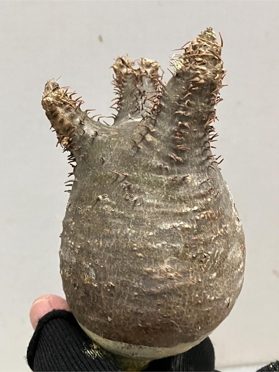 ケ2923 「塊根植物」パキポディウム グラキリス SS 抜き苗【12/14最新