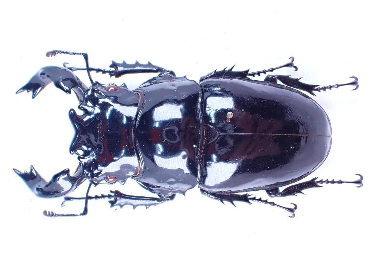 D.R.Congo/ Mesotopus tarandus (trandus) 87.5mm 右翅にの一部に皺状