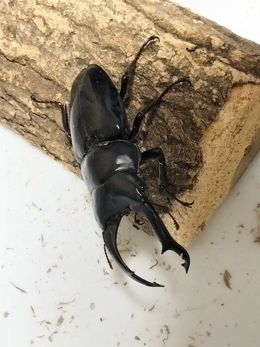 ネパールコクワガタ(ネパレンシス) 標本 ペア 左右誤差♂あり72