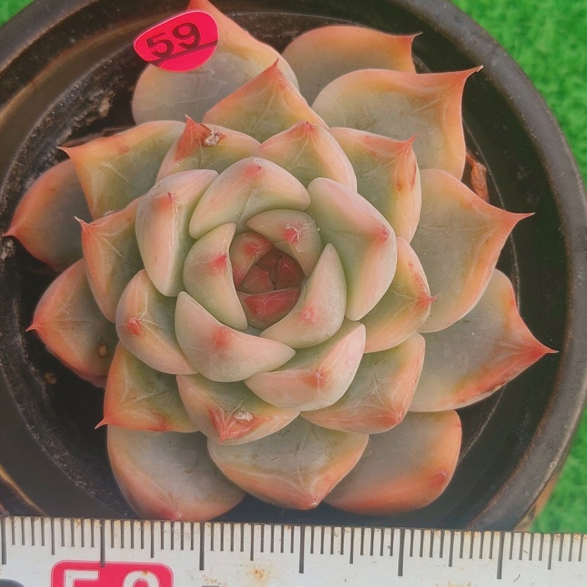 1219-P259 Keralean(錦) エケベリア 多肉植物 韓国苗(22日に発送)