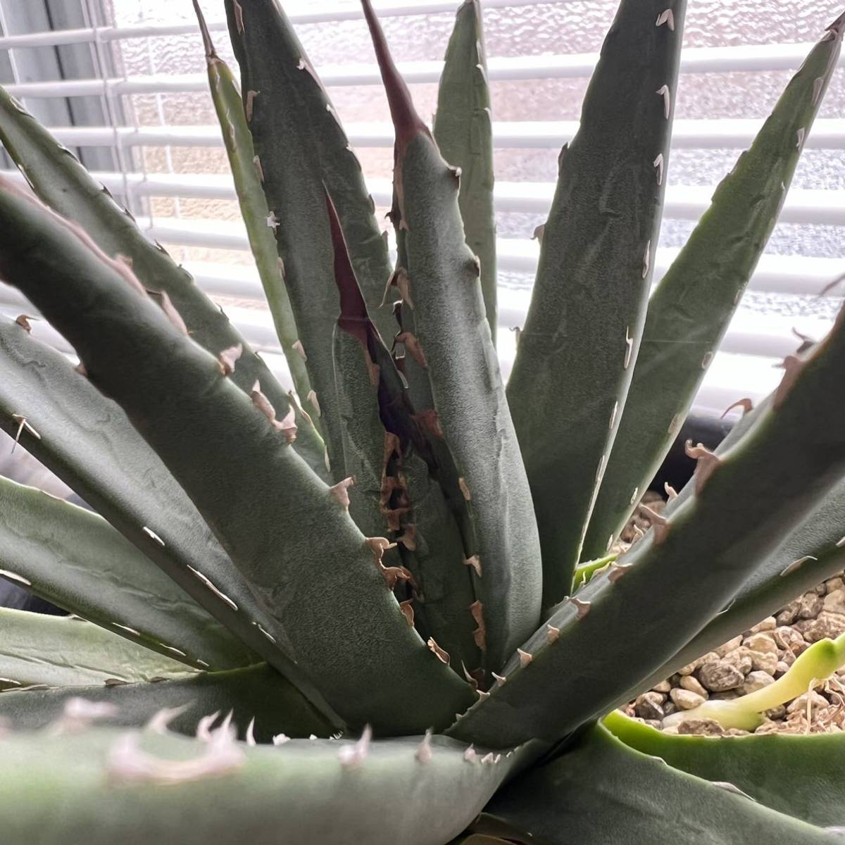アガベ ネバデンシス×笹の雪 ハイブリッド hybrid 大株 n.plants産