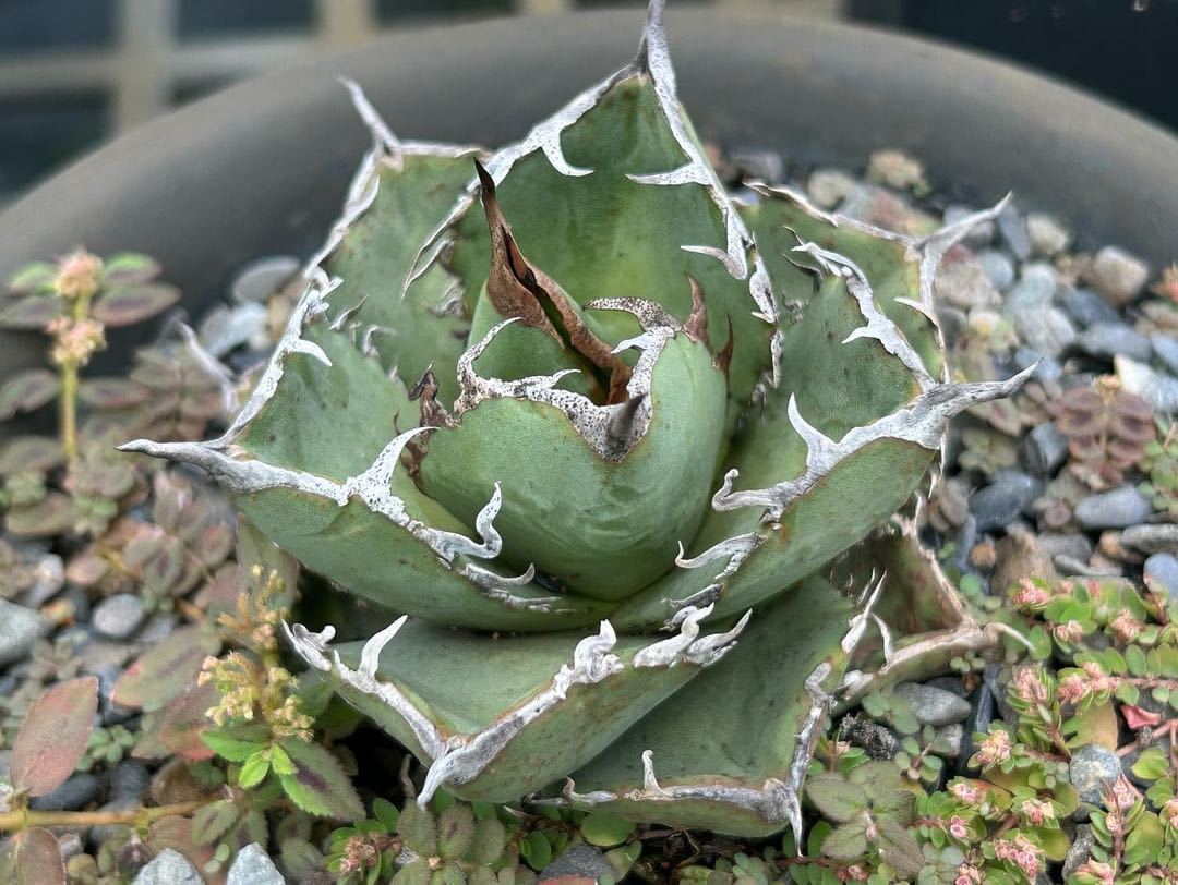 Agave titanota 雪豹 アガベ チタノタ ユキヒョウ ⑰