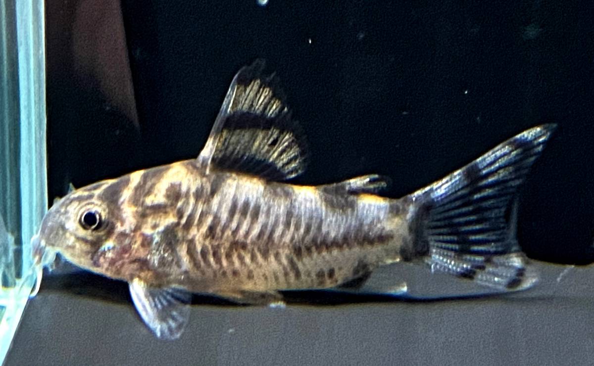 当日決済でクリスマス間に合うかな？　CW111 ゼブリーナ　 難あり　＋おまけアリ　　コリドラス