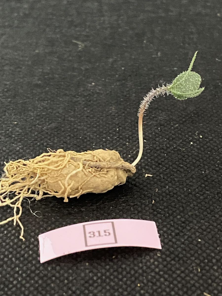 珍奇植物 多肉植物　Gethyllis villosa　ゲチリス 1株　12月20日撮影 No.315希少株
