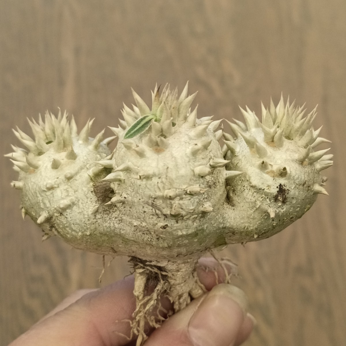 S222 多肉植物 塊根植物 パキポディウム 恵比寿大黒 特選実生株 