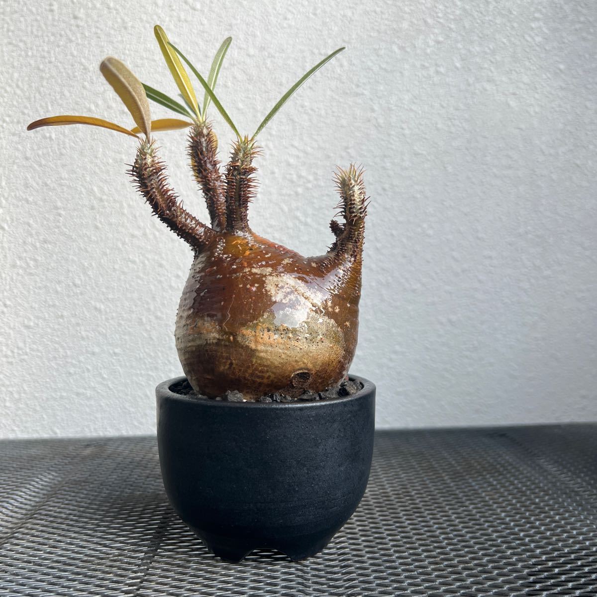 ①Pachypodium gracilius パキポディウム グラキリス 赤肌 迷彩