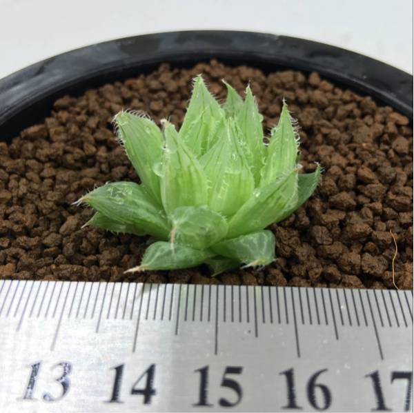 （≧∇≦）多肉植物 ハオルチア ボルシー錦 カキコ