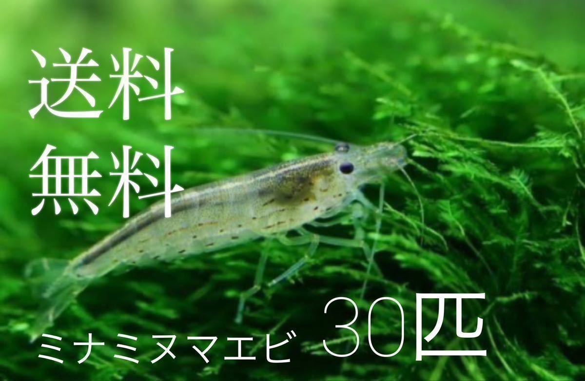 ミナミヌマエビ_1