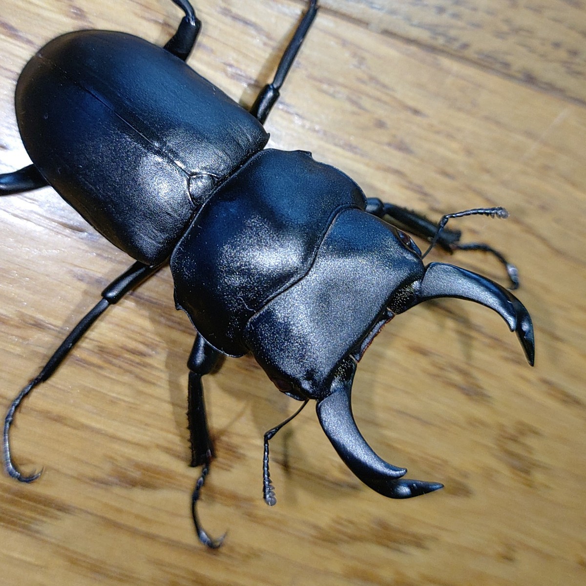 発送日限定】ヒメオオクワガタ♂53、3㎜ ♀B品42、2㎜ (♂53㎜は